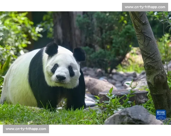 墨西哥为 35 岁大熊猫 “欣欣” 庆生 海外最长寿 “友谊大使” 迎百岁华诞